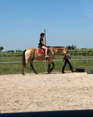 Cavallo per mezza fida
