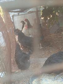 galline pulcini 