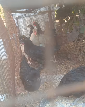 galline pulcini 