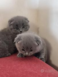 Cuccioli di gattini scottish straight e fold
