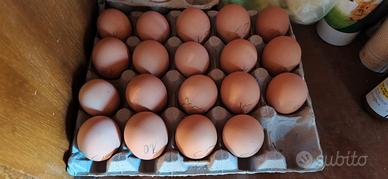 Australorp