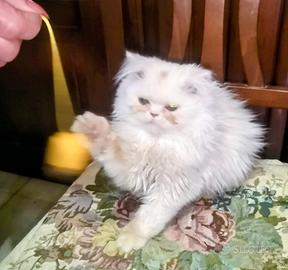 gattini PERSIANI testati pura razza sani teneri 