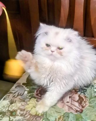 gattini PERSIANI testati pura razza sani teneri 
