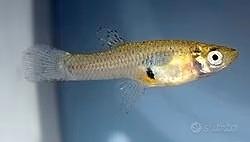 Gambusia