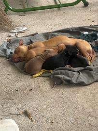 3 cucciole di pitbull 2 mesi di vita