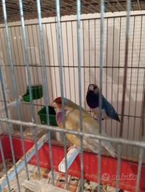 Diamanti del Gould