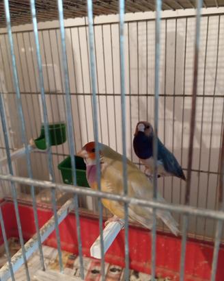 Diamanti del Gould