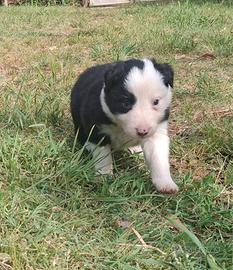 Border collie