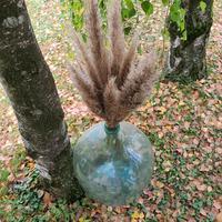 Damigliana  decorativa