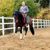 Cavallo spagnolo p.r.e