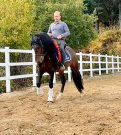 Cavallo spagnolo p.r.e