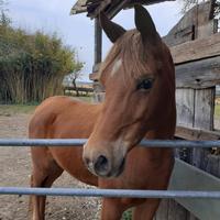 Cavallo