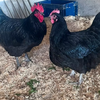 Galline