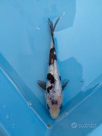 Carpa koi shiro utsuri tosai