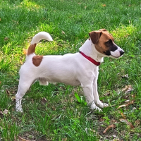 Jack Russell pedigree Roi dispobile per monte