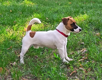 Jack Russell pedigree Roi dispobile per monte