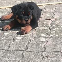 Cuccioli rottweiler