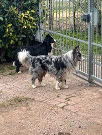 Border colli 3 anni