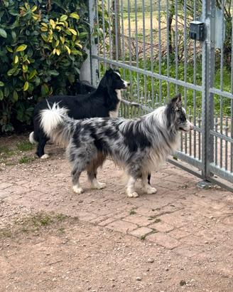 Border colli 3 anni