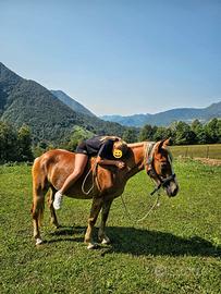 Mezza fida cavalla Haflinger