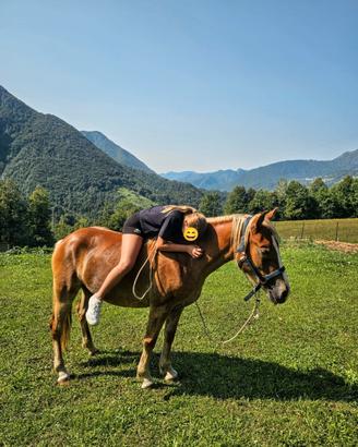 Mezza fida cavalla Haflinger