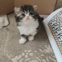 Gatti persiani