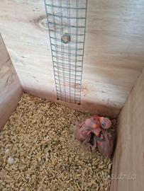 Pulli da imbecco parrocchetto dal collare