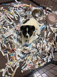 Akita americano cucciolo