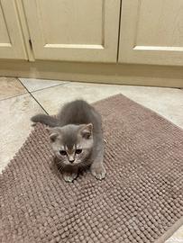 Gattino scottish prezzo trattabile