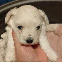 Maltipoo