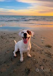 Jack Russell Maschio per accoppiamento