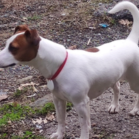 Jack Russell ,Fidanzato per Lilly