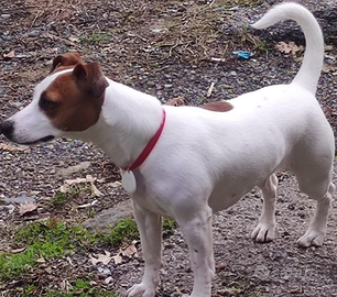 Jack Russell ,Fidanzato per Lilly