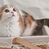 Scottish fold 4 mesi (Molto affettuoso)