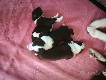 Cuccioli di Pastore Australiano 