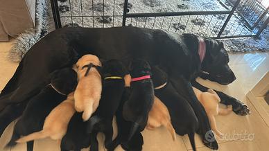 Cuccioli di Labrador