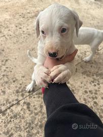 Disponibili cuccioli dogo argentino