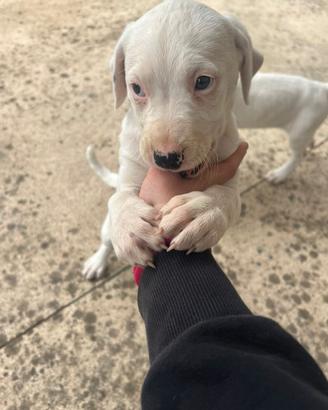 Disponibili cuccioli dogo argentino