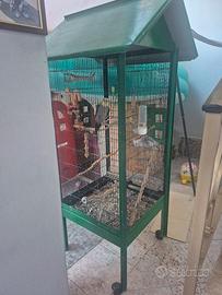 coppia di calopsite e gabbia