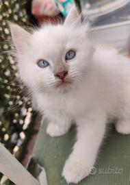 Ragdoll cucciolo