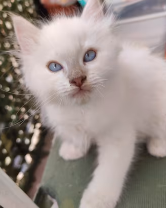 Ragdoll cucciolo