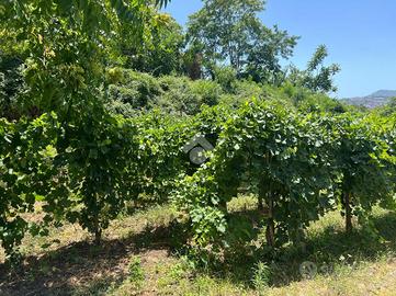 TER. AGRICOLO A MARANO DI NAPOLI
