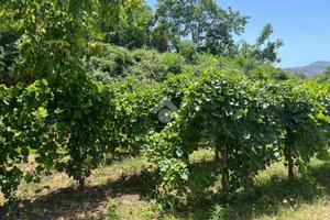 TER. AGRICOLO A MARANO DI NAPOLI