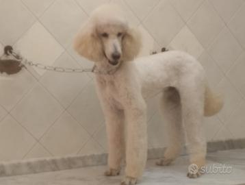 Barbone gigante disponibile per monte