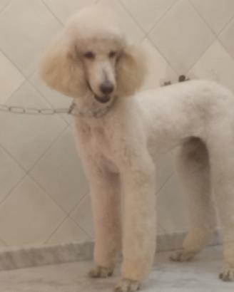 Barbone gigante disponibile per monte