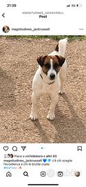 Jack Russell monta