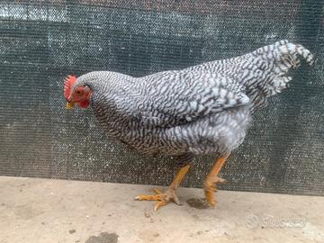 Amrock e Australorp