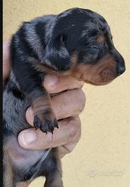 Bassotti tedeschi pedigree ENCI