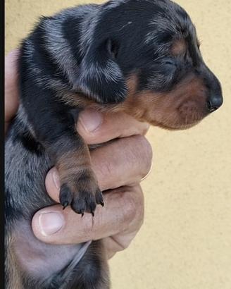 Bassotti tedeschi pedigree ENCI