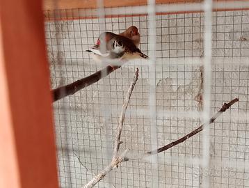 Diamantini guancia nera e ancastrali